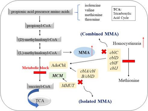 hyperammonemia due to methylmalonic acidemia