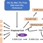 hyperammonemia due to propionic acidemia