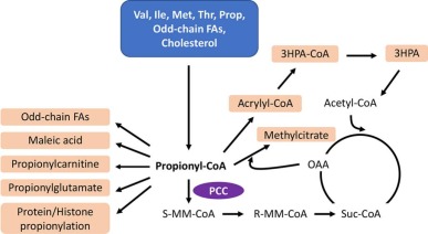 hyperammonemia due to propionic acidemia