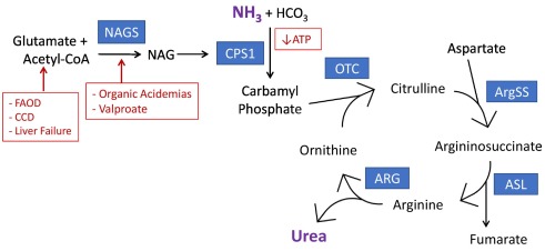 hyperammonemia