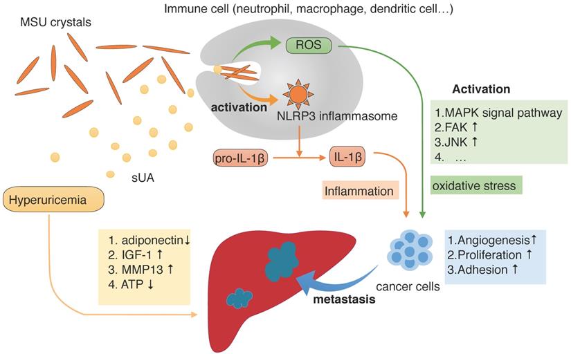 hyperuricemia due to cancer therapy