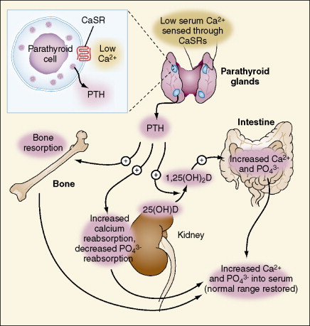 hypocalcemia associated with hypoparathyroidism