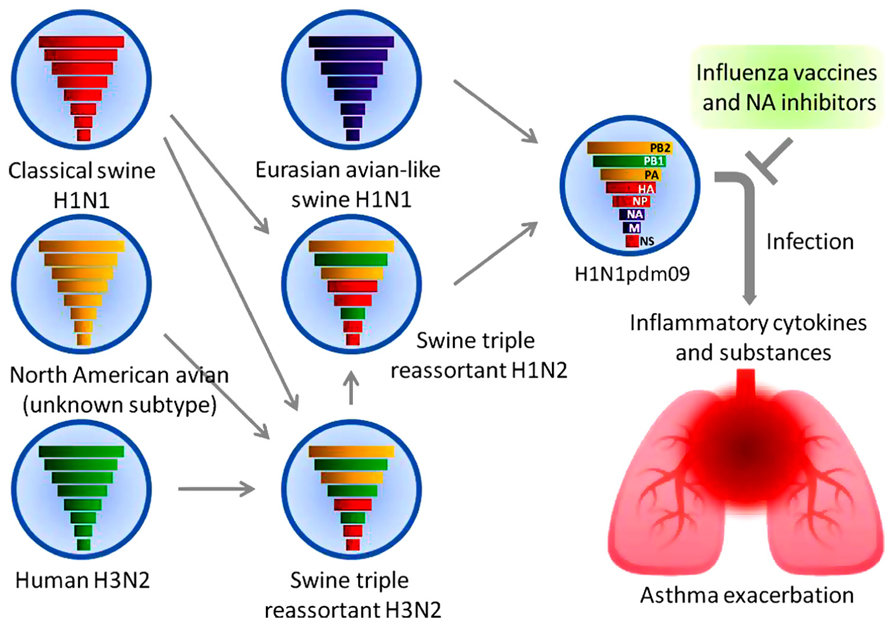 influenza a (h1n1 subtype) vaccination