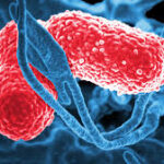 klebsiella infection