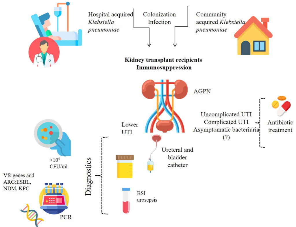 klebsiella urinary tract infection