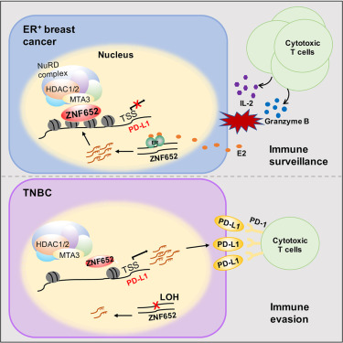 pd-l1 expressing triple-negative breast cancer