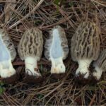 seizure due to gyromitrin-containing mushroom poisoning