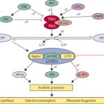 seizures associated with tuberous sclerosis complex