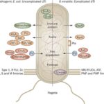serratia complicated uti