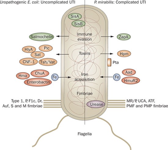 serratia complicated uti