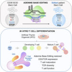 severe combined immunodeficiency disease