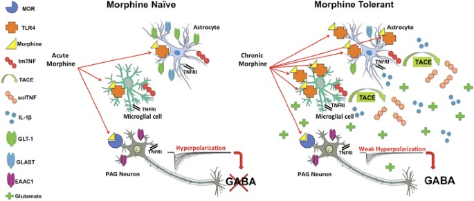severe pain with opioid tolerance