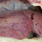 sheep liver fluke infection