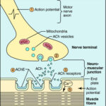 skeletal muscle relaxation for endotracheal intubation in c-section