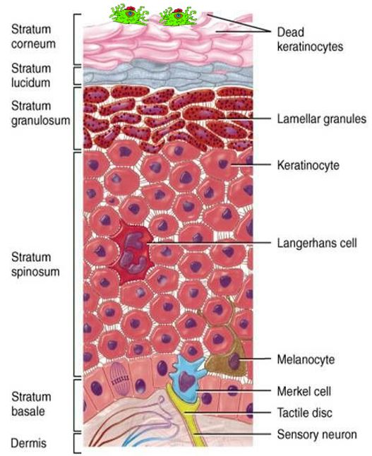 skin and skin structure clostridium infection