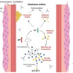 staphylococcus aureus urinary tract infection