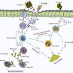 staphylococcus chronic bronchitis