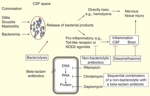 synergy for bacterial meningitis