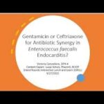synergy for enterococcal endocarditis