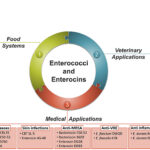 synergy for enterococcal infection