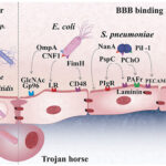 synergy for escherichia coli meningitis