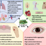 synergy for p. aeruginosa infection in cystic fibrosis
