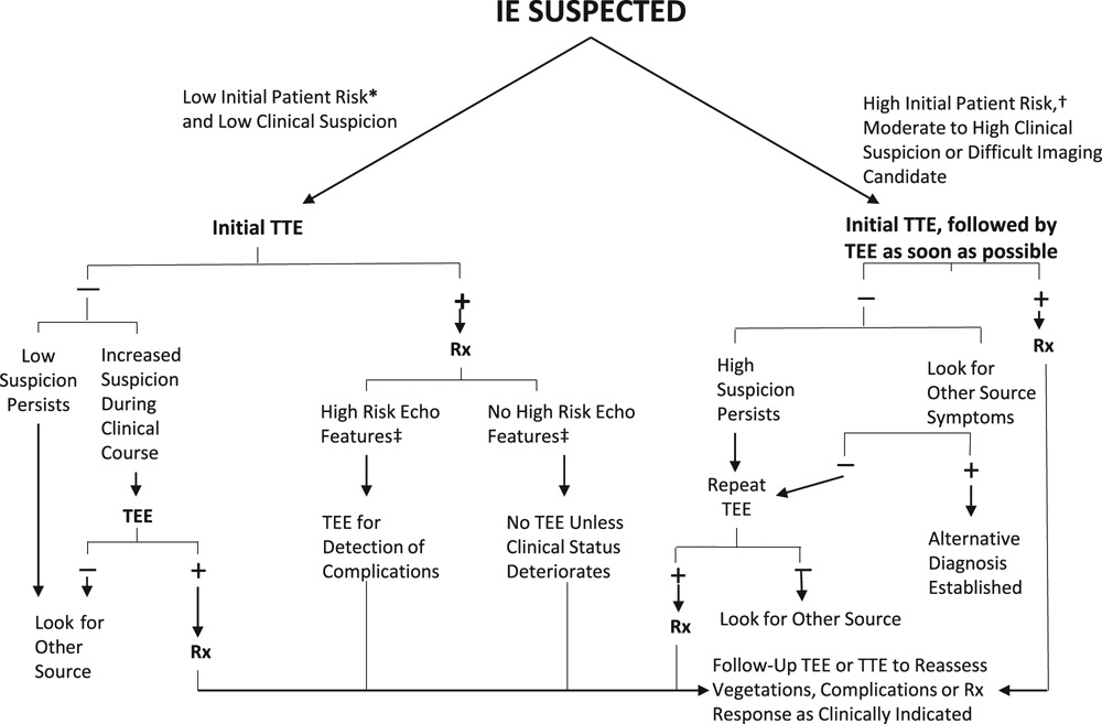 synergy for prevention of enterococcal endocarditis
