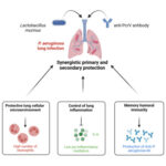 synergy for pseudomonas aeruginosa joint infection