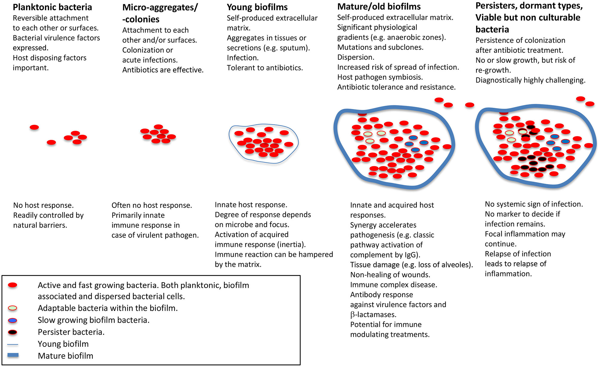 synergy for pseudomonas aeruginosa osteomyelitis