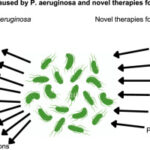 synergy for pseudomonas aeruginosa septicemia