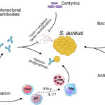 synergy for staphylococcal infection