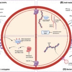 synergy for staphylococcal joint infection