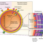 synergy for staphylococcal septicemia