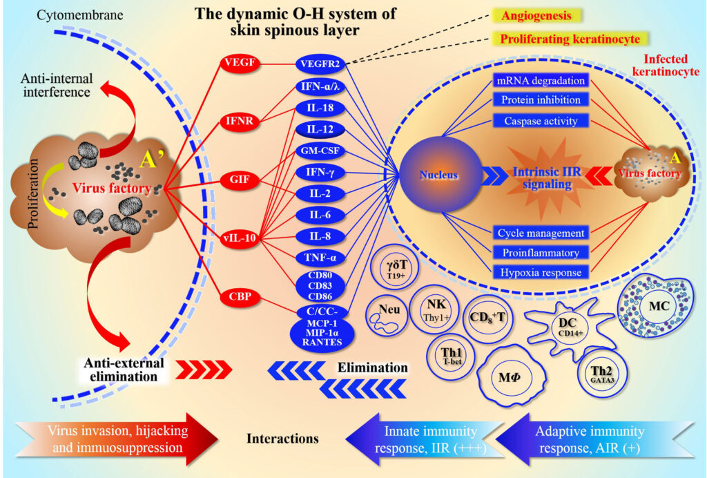 synergy for staphylococcus skin and skin structure infection