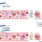 synergy for streptococcal endocarditis