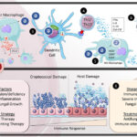 systemic cryptococcosis treatment adjunct