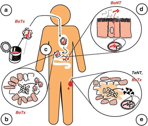 tetanus adjunct treatment
