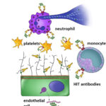 thrombosis prevention in heparin-induced thrombocytopenia
