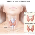 thyroid surgery