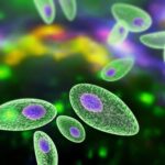 toxoplasmosis