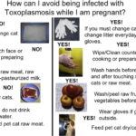 toxoplasmosis prevention