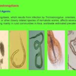 trichostrongyliasis
