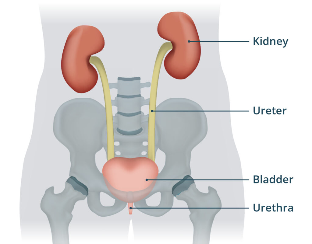 urinary tract irritation