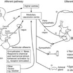 vagal reflex bradycardia