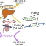 vitamin d dependent rickets