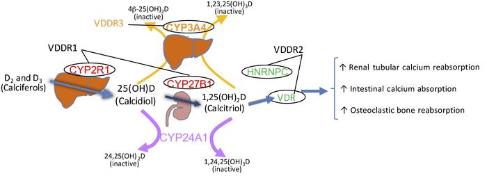 vitamin d dependent rickets