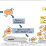 warts, hypogammaglobulinemia