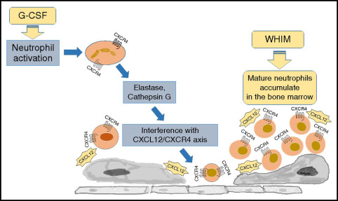 warts, hypogammaglobulinemia