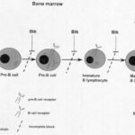 x-linked agammaglobulinemia