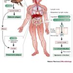 yersinia pseudotuberculosis infection